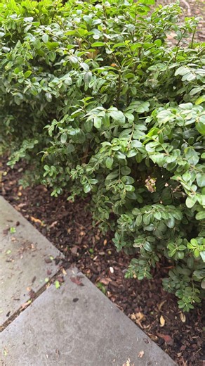 Human vs AI Plant ID #challenge #garden #buxus #plants