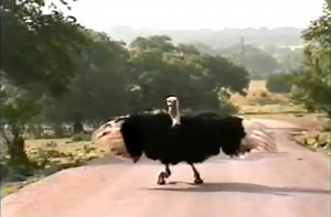 Ostrich drops the beat.