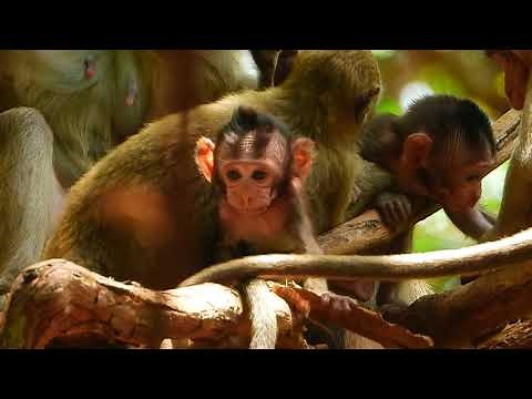 OMG! Very pity baby monkey Calvin with Casi