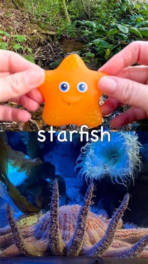 Kids Learn | Sea Animal Names at the Stream: Hammerhead Shark Lemon Shark Starfish Fish Whale
