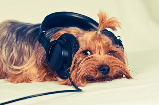 500 Music Dog Names Inspired by Rock, Country & Rap Music