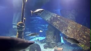Check out the new LIVE relaxing Shark Cam (w/ music) brought to you by Hamptons.com! Find it here at longislandaquarium.com 🦈 | Long Island Aquarium