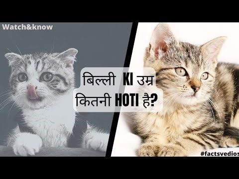 बिल्ली की उम्र कितनी होती है?🤔🤔🤨🤨#facts #watch #watch&know #brainbooster #knowledge #1minfacts