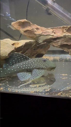 Blue Phantom Pleco (L128) Eating Algae Wafers #plecos