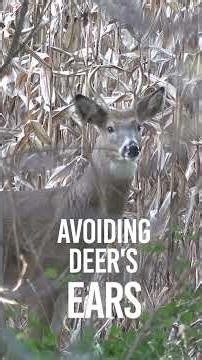 Is Treestand Access the #1 Key to Success?