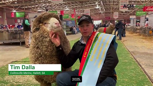 Huge 170kg ram named Australia's best Merino sheep at ASWS 2025