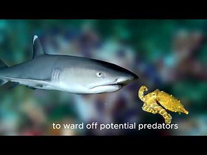 Blue ringed octopus documentary