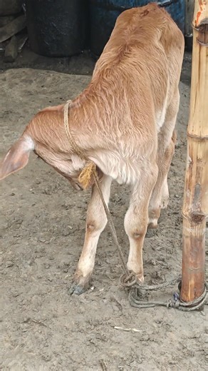 Tiny calf, big curiosity! 🐄 This little one is just taking in the world, one curious sniff at a time. So innocent and adorable! **Hashtags:** #BabyCalf #CuteAnimals #FarmLife #AnimalLover #NatureIsBeautiful #Adorable #CalfLove #RuralLife #CowCalf #FarmVibes #AnimalKingdom #CuteOverload #BabyAnimals #PeacefulMoments #SimpleJoys | Blooming Nature Tales