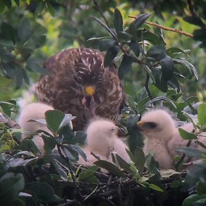 9.7K views · 1.3K reactions | #EP17. Rufous-winged buzzard birds Feed the baby in the nest. | Review Bird Nest | Facebook