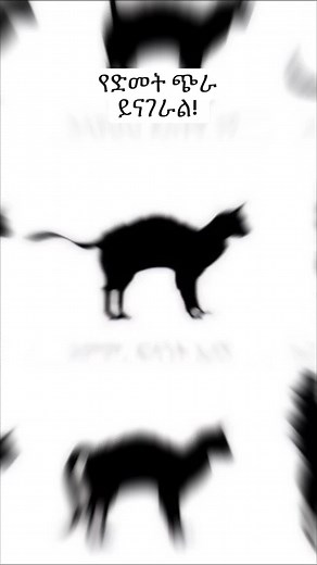 Understanding Cat Tail Language and Its Meanings