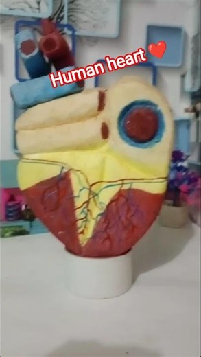 #humanheart #viral #science #project