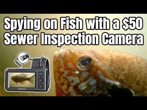 I Used a $50 Sewer Camera to Film Fish Underwater – The Results Are Surprising!