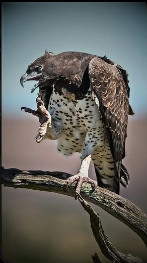 🦅 Martial eagle is powerful, large, sharp-eyed, hunter, African bird#MartialEagle