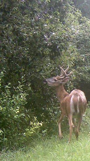 126K views · 2.6K reactions | Velvet BUCK On The CHOKECHERRIES!!! | Camera In The Woods | Facebook