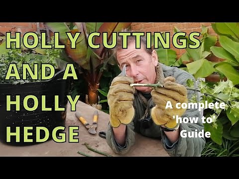 How to take Hardwood Holly Cuttings to Make a Holly Hedge. How to Propagate a Holly Bush.