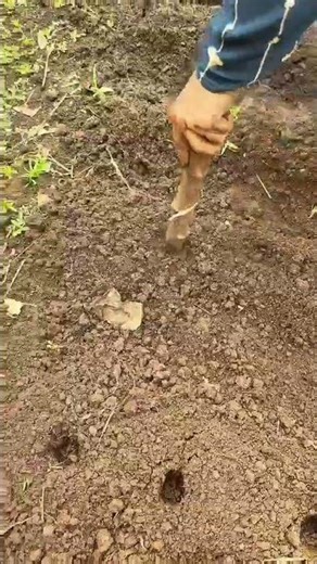 digging small holes in soil using hand tool to prepare planting spots and loosen ground evenly