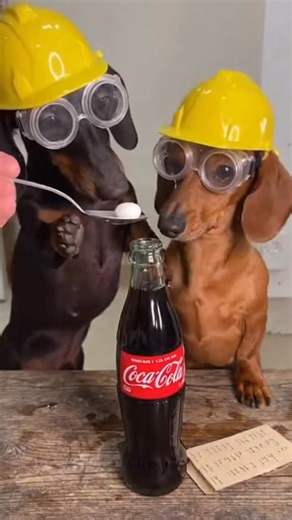 Dachshund Party | Safety goggles on. Hard hats ready. Science mode activated… until the soda said BOOM 🤯🥤 Tiny engineers, massive experiment gone wrong and... | Instagram