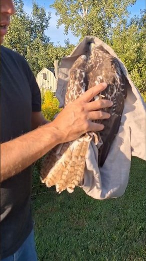 Let the Goshawk trapping season begin #falconry