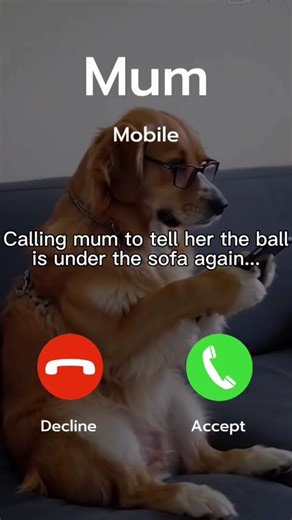 📱 Dog Texting -Mum, Emergency! The ball is under the couch 🤣
