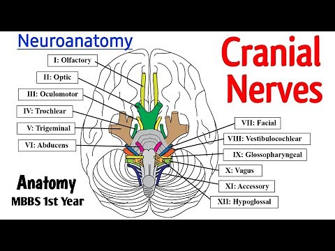All 12 Cranial Nerves Explained in 10 Minutes | Anatomy Made Easy