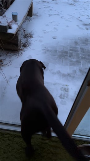 Alles vereist ❄️ Wenn Gassi gehen zur Herausforderung wird 🐾 #geldspürnase #instadog #hundeliebe #eisglätte #dogsofinstagram | Geldspürnase - Geldsuchhund Jonny