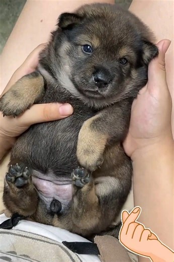 Lovely Puppies Lovely Day Cute Puppy Dogs Shorts Compilations 🐶😘😘 -EPS1326 @CuteAnimalShare #dogs #puppies #cutedogs #cutepets #cuteanimals #cuteanimalshare #dogslovers #dogslife #happydogs #adorablepuppies #sweetdogs | Cuteanimalshare