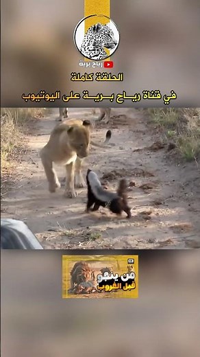 أسرار غابات أفريقيا: غرير العسل
