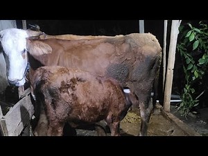 🐄🌿 Relaxing Time with Cows #animals #cows #farmer