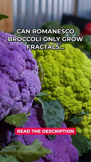 Fractals In Romanesco Broccoli #Shorts
