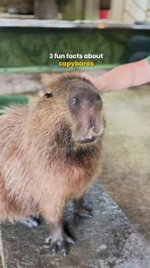 3.4K views · 154 reactions | Here's a bonus fun fact about our capybaras, Jelly and Moe: They enjoy a good head scratch   Head down to River Wonders and spot our capybara brothers at Once Upon A River, happening daily at 11:30am, 2:30pm and 4:40pm. #RiverWonders #Capybara | Mandai Wildlife Reserve | Facebook