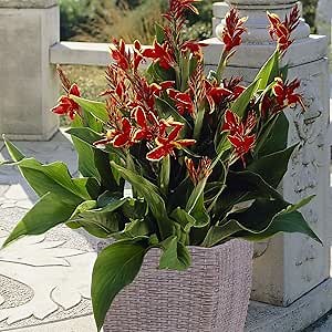 Van Zyverden Lucifer Cannas Patio Kit with Decorative Ratten Planter, Planting Medium and 3 Roots, Red, Yellow (84105)