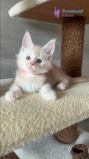 Meet Luntik: Red Silver Maine Coon Kitten 🧡 Soft, Playful & Ready to Steal Your Heart! #MaineCoon