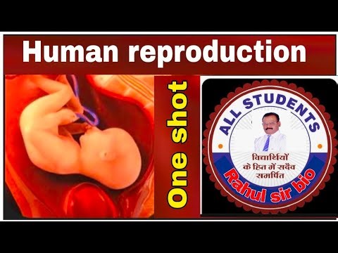 Human reproduction class 12th one shot by rahulsirbio