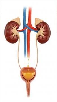 Holding Pee for Too Long? Here’s What Happens Inside Your Body! 🧠#ScienceFacts #HumanBody #ai#shorts