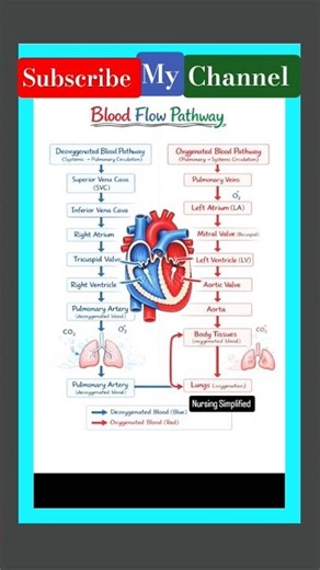 #Blood flow Pathway #Nursing Education Hub_e1y 😘💯🔥