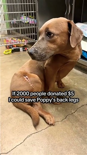 Every $5, $20, or $50 can make a difference.link is in bio to donate 🙏❤️