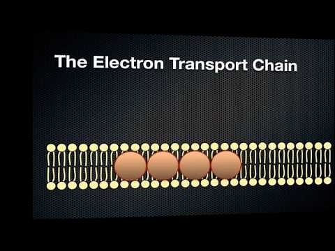 Photosynthesis - Energy in a Cell