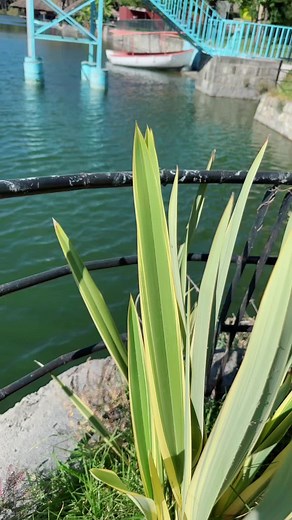 Falmataa Kabbadaa: Sirboota Afaan Oromoo 2024