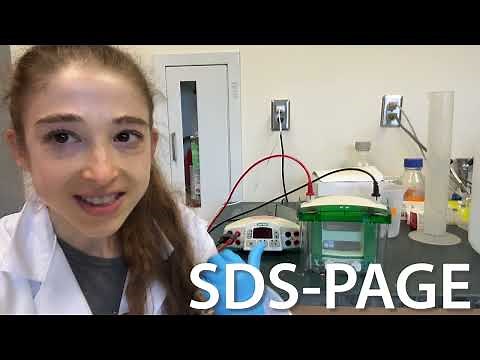 SDS-PAGE: an overview