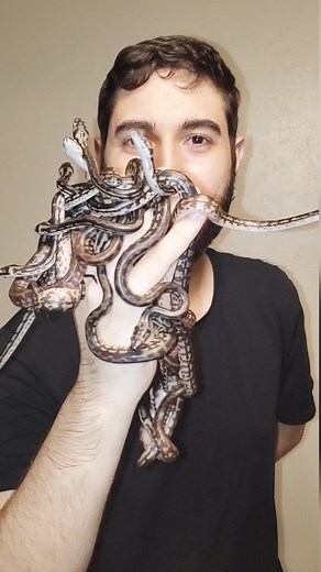 Can't wait for them to shed and show the colors they're hiding!!! Coastal carpet python × tiger coastal carpet python ( Morelia spilota ) #carpetpython #coastalcarpetpython #moreliaspilota #morelia #carpetpythonsofinstagram #snake #snakelovers #snakekeepers #snakesofinstagram #reptilesofinstagram #reptilelovers #reptilekeepers #reptile #exoticpet #exoticspecies #vexoticme #snakebreeder #snakeegg #snakeeggs #babysnake | Vexotic Me