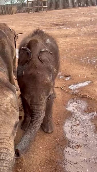 Watching baby elephants experience rain for the first time in their lives is something we feel quite emotional about. Had they been with their herds, they would have celebrated with loud rumbles and trumpeting, getting down into the fresh, wet earth. We are overjoyed that few showers of rain have reached Northern Kenya. It’s been so special to once again smell the scent that’s unleashed as the raindrops hit the ground. Keepers and elephants alike, were all giddy with excitement. It almost feels 
