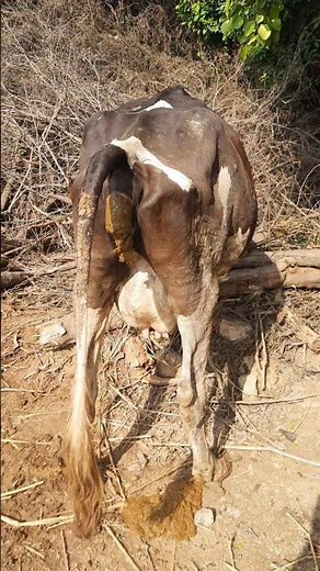 cow pooping 💩 #shortvideo #viral