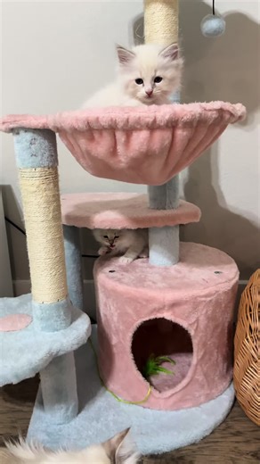 Hypoallergenic Siberian Kittens Available in Texas