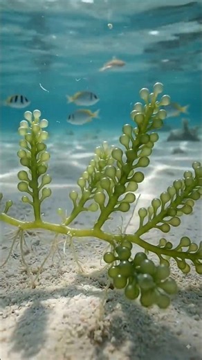 Sea Grapes Life Cycle | From Tiny Spores to Underwater Green Pearls #ytshorts