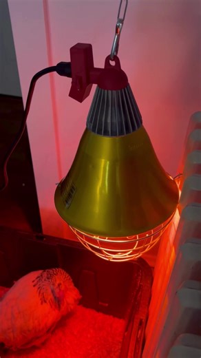 We had Emilee test out one of our heat lamps with a built-in safety switch to help keep her flock warm during the cold winter months ❄️🐔 Heat lamps are a great way to help your coop stay warm in winter but just be sure to choose one with a safety switch to help keep your flock protected from fire. #chickens #heatlamp #chickenheatlamp #winterchickencare