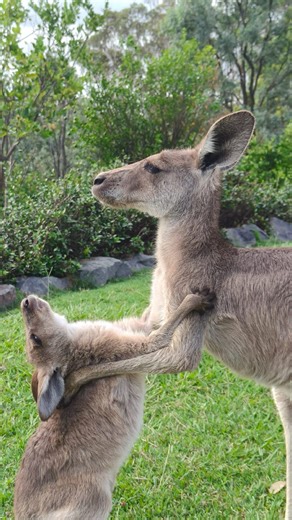Rosie and her joey Posie in the most heart melting moments. Little kicks, cuddles, climbing all over mum… and Rosie taking it all in with endless patience. A bond this strong is beautiful to witness! #Kangaroojoey #wildliferescue #wildliferescuequeensland #australianwildlife #wrq | Wildlife Rescue Queensland