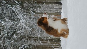 Brown Australian Shepherd sits in snow on forest road among firs and pines during snowfall. Beautiful purebred dog aussie red tricolor runs merrily forward in park. Vertical slow motion 4k footage.