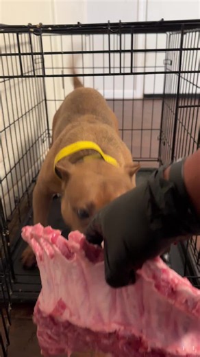 Feeding time | Feeding My Dog
