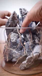 Waterfall Paludarium #waterfall #paludarium #nature #scape #reelsfb | The Urban Nemophilist
