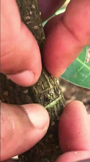 Cherry Budding Technique EP399